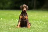 DOBERMANN 1261